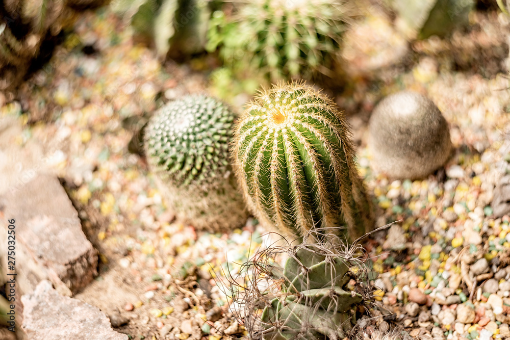 Various cactus in a tropical greenhouse indoors Various cactus in a tropical greenhouse indoors