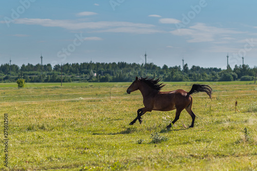A horse gallops across a field on a farm in the summer. © shymar27