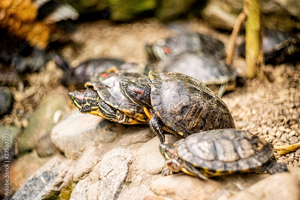 land tortoises or turtles on rocks near the pond land tortoises or turtles on rocks near the pond