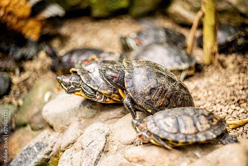 land tortoises or turtles on rocks near the pond