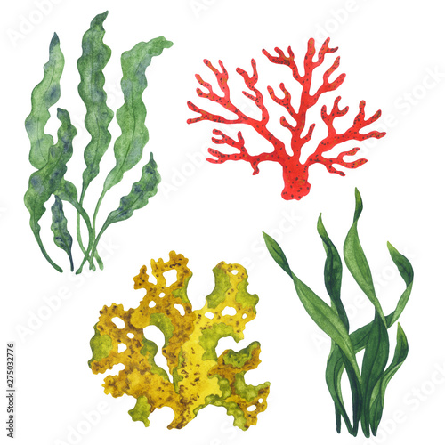 Set of isolated watercolor corals and algae. Corals and algae for textile, design, invitation or print.