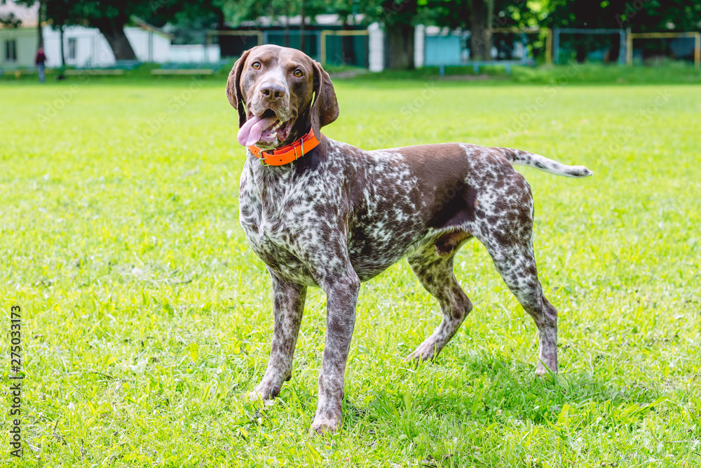 German shorthaired dog is worth it on the lawn grass in the park_ German shorthaired dog is worth it on the lawn grass in the park_