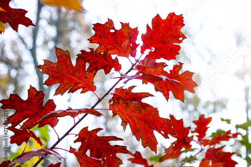 A branch of red oak with leaves on a light background in the fall_