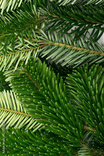 Fototapeta Naklejka Na Ścianę i Meble -  Natural green spruce twig background or texture