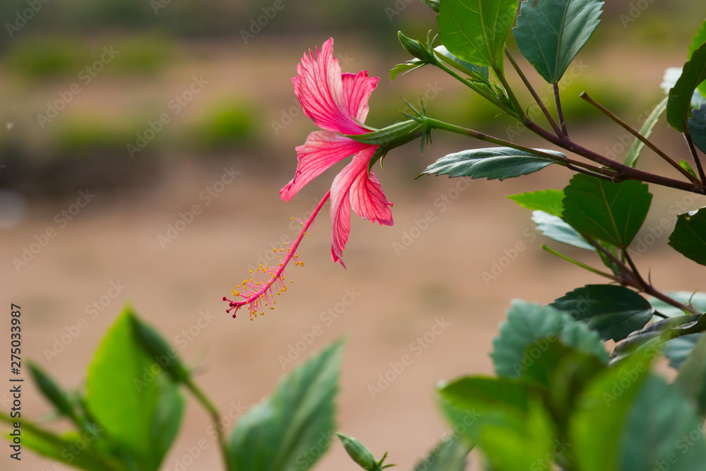 Beautiful Hibiscus flower hanging on the tree during a beautiful day in natural day light Beautiful Hibiscus flower hanging on the tree during a beautiful day in natural day light