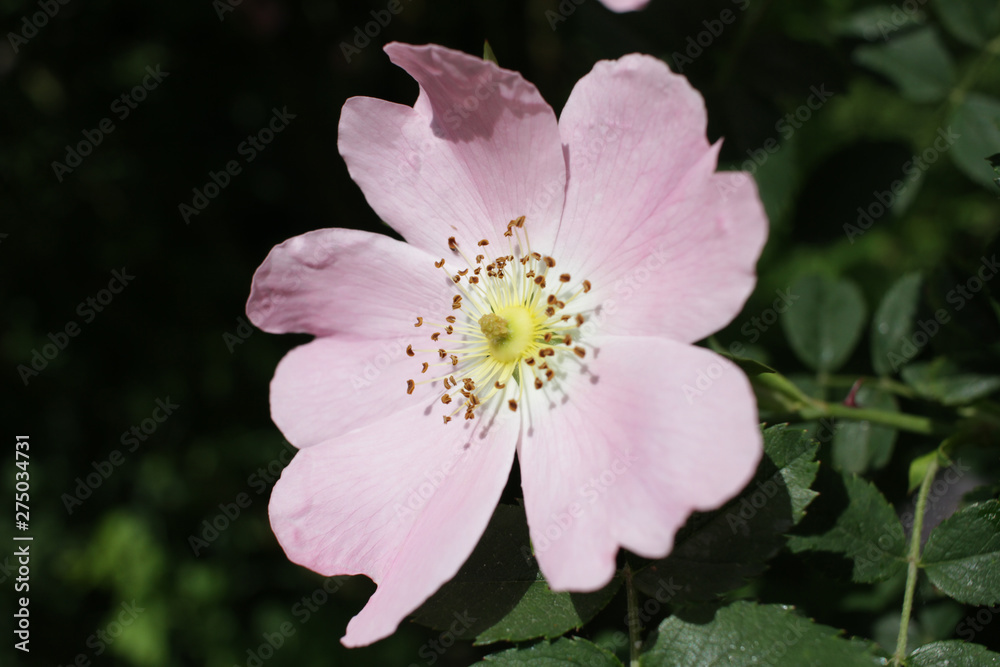 Blooming rosehip plant. Wild pink rose. Rosehip. Dog rose. Blooming rosehip plant. Wild pink rose. Rosehip. Dog rose.