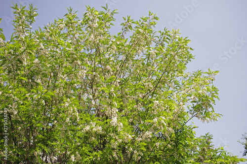 Acacia tree flowers blooming in the spring. Acacia flowers branch with a green background. Floral pattern.