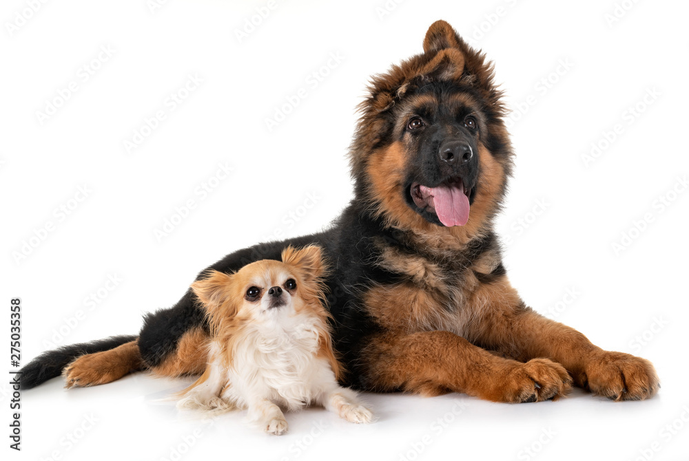 puppy german shepherd and chihuahua