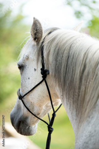 horse with ethological halter photo
