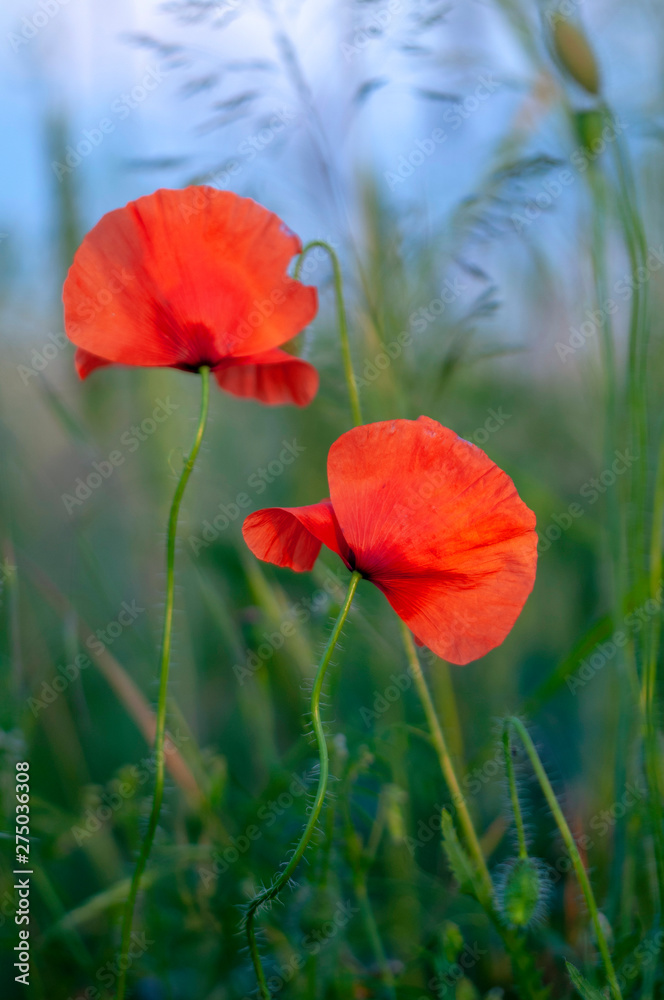 red poppies on meadow