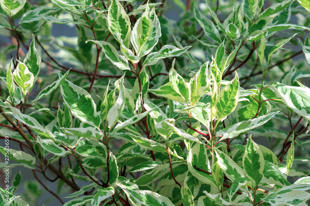 Ornamental shrub Derain White Elegantissima or Cornus alba. Ornamental shrub Derain White Elegantissima or Cornus alba.