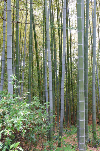  Bamboo in forest