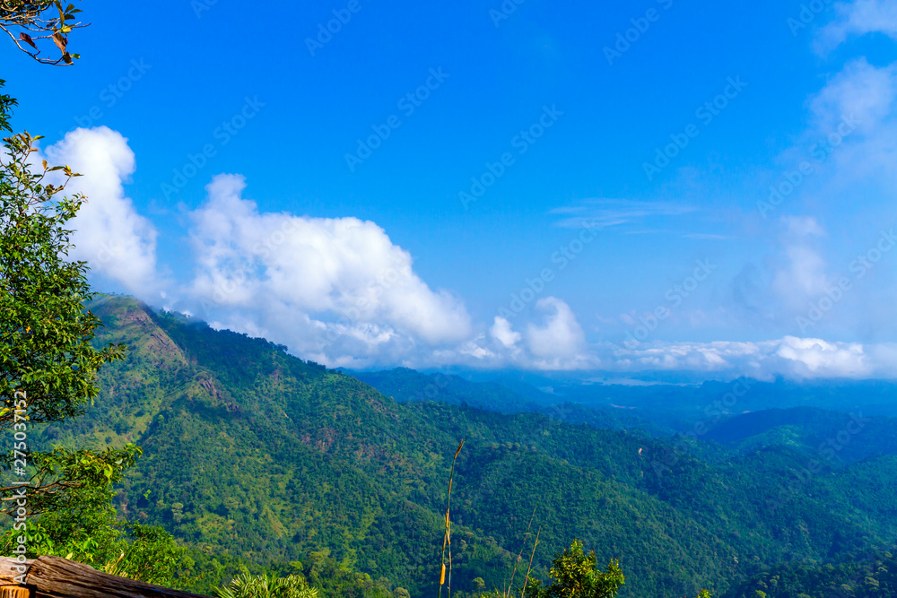 Green forest and sky beautiful with mountain