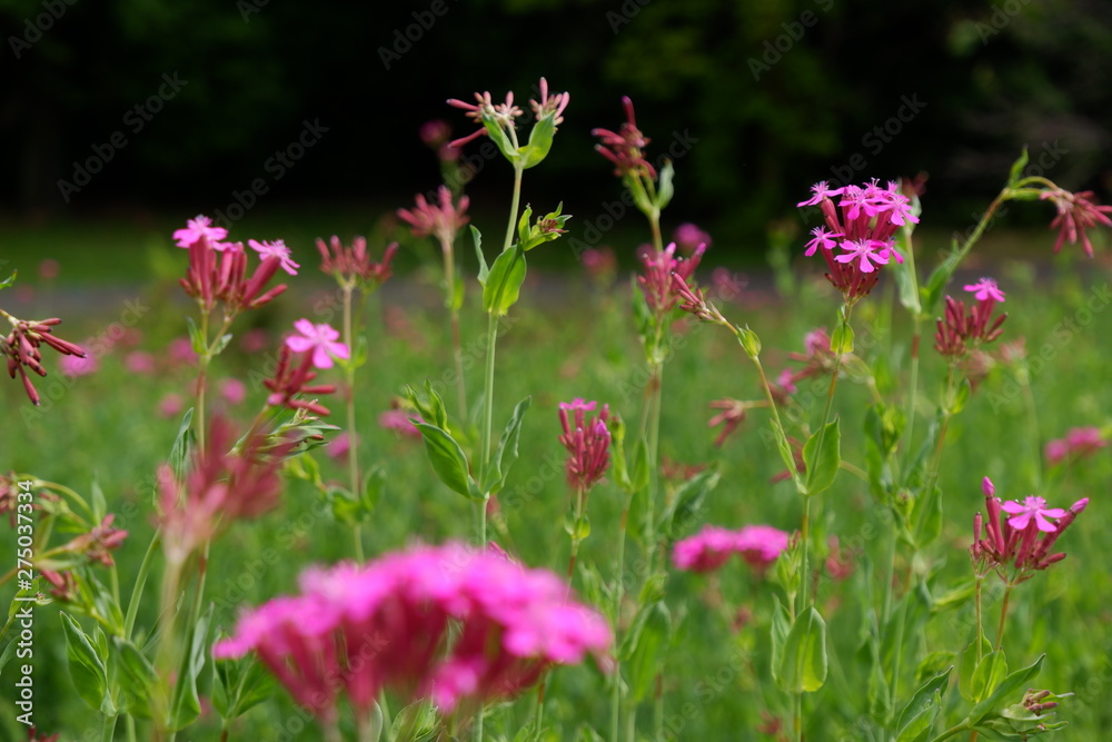 pink flowers in the garden pink flowers in the garden