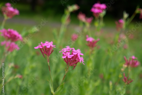 pink flowers in the garden © Chompoonut