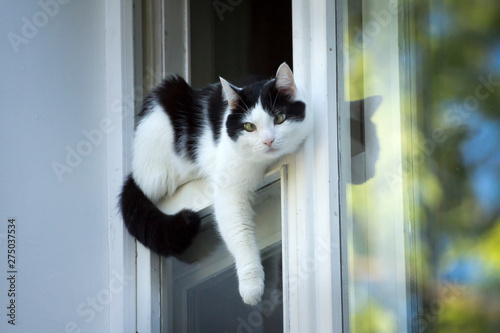 Quadro su tela tom country male cat enjoy first spring sun ray close up photo on open balcony w
