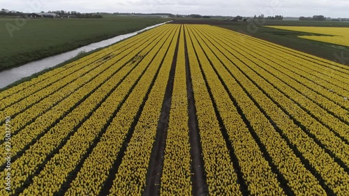 ARIAL WIDE view of farmland containing yellow tulips. photo