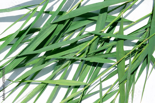 Reeds on the white background.Fresh summer leaves