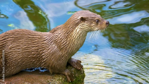 River otter swims quickly on the surface of the water to a rock and walks out. It lays on the rock and looks around. Another otter swims by.