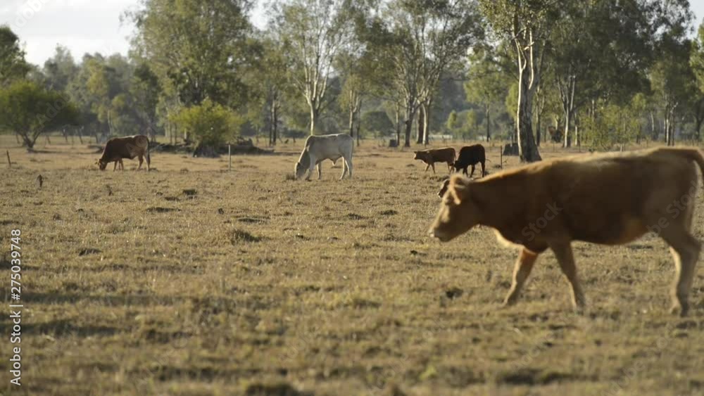 Group of bulls and cows in the countryside. Group of bulls and cows in the countryside.