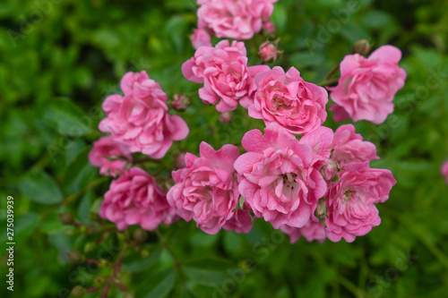 Beautiful pink rose flower with green background and copy space