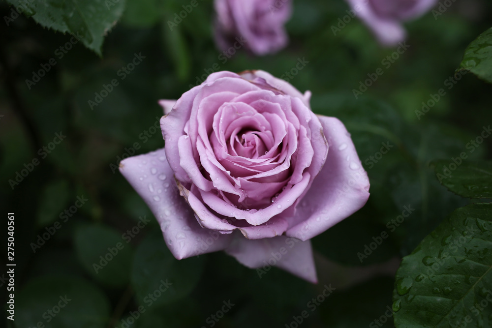 A large pale purple rose after a refreshing summer rain.
