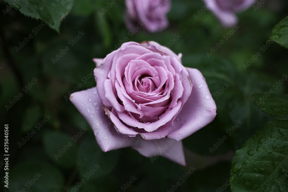 A large pale purple rose after a refreshing summer rain. A large pale purple rose after a refreshing summer rain.