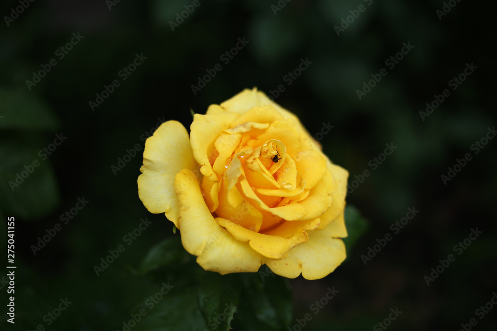 Bright, yellow rose with raindrops on the petals and a small fly, on a dark background. Bright, yellow rose with raindrops on the petals and a small fly, on a dark background.