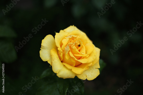 Bright, yellow rose with raindrops on the petals and a small fly, on a dark background.