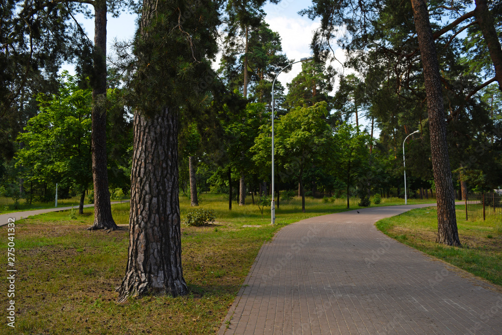 The road from the pavers in a green forest Park.