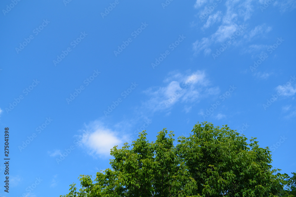 Bottom view of green foliage and blue sky. Bottom view of green foliage and blue sky.