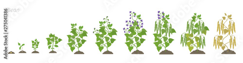 Growth stages of bean plant. Bean family Fabaceae phases set ripening period. Life cycle, animation progression.