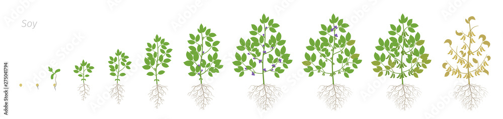 Fototapeta premium Growth stages of Soybean plant with roots. Soya bean phases set ripening period. Glycine max life cycle, animation progression.