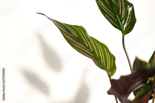 Wallpaper Mural tropical leaves of Calathea on white background  Torontodigital.ca