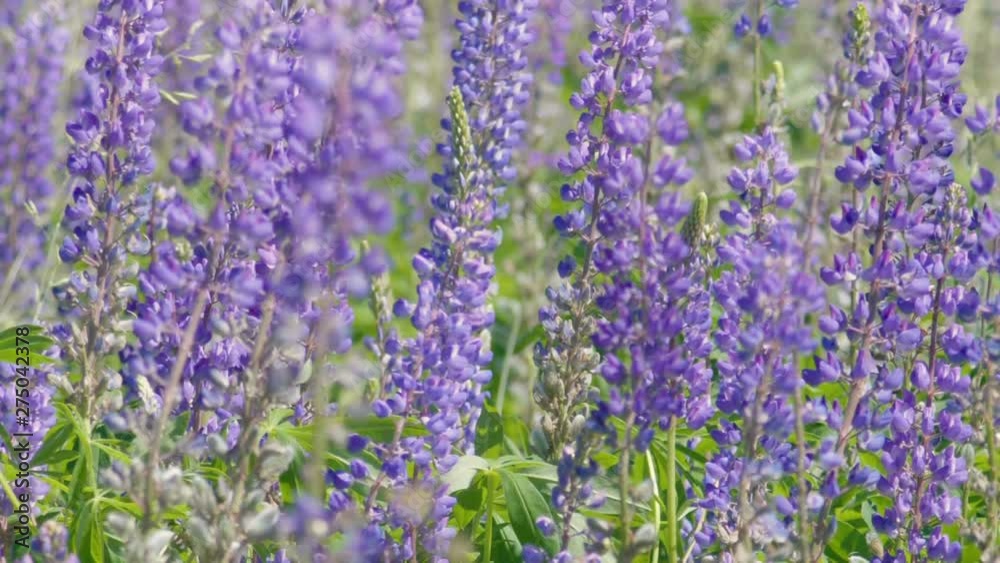 Slow motion shot of field of lupine flowers Slow motion shot of field of lupine flowers