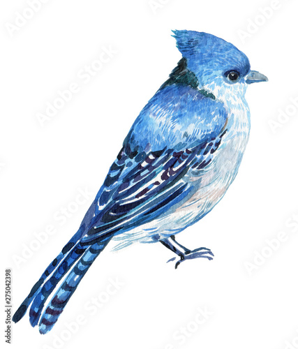 Blue Jay watercolor illustration on isolated white background .