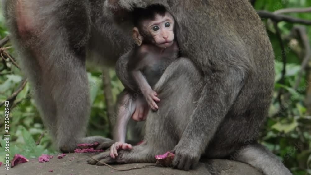Infant Money with Adult Monkey Eating Sweet Potato Infant Money with Adult Monkey Eating Sweet Potato