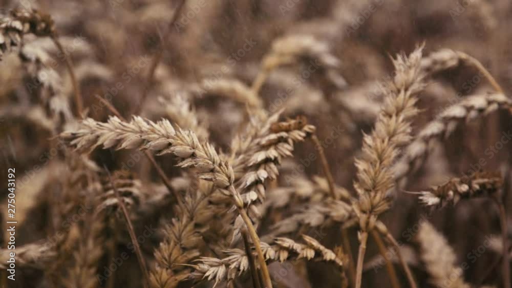 Wheat field in rain. Rain drop hit the plants in slow motion. Outdoor, Macro Shot. Wheat field in rain. Rain drop hit the plants in slow motion. Outdoor, Macro Shot.
