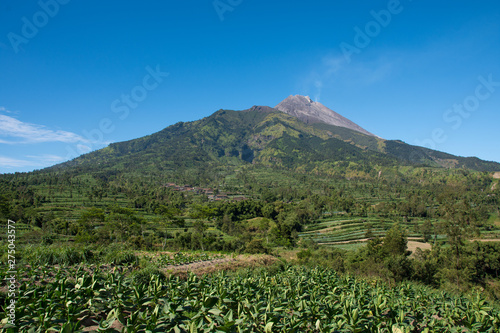 Tobacco farming at the base of an active volcano in Java Indonesia