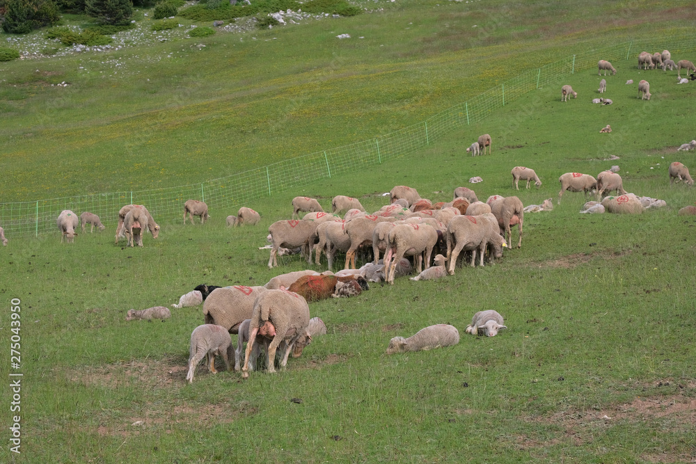 Obraz premium Moutons dans pré