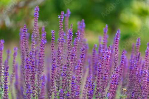 Outdoor spring, blooming lavender and bee , Salvia nemorosa