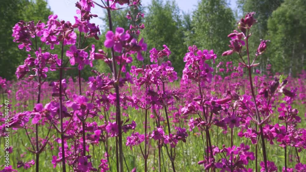 Grass and flowers growing in a meadow near the forest. Many pink flowers. Grass and flowers growing in a meadow near the forest. Many pink flowers.