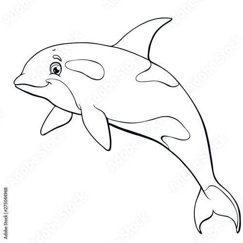 The killer whale jumps contour line on white