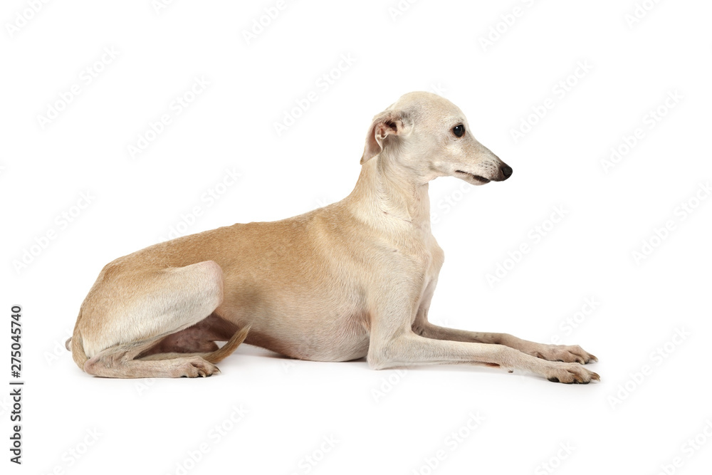 Italian Greyhound breed dog lying in the studio