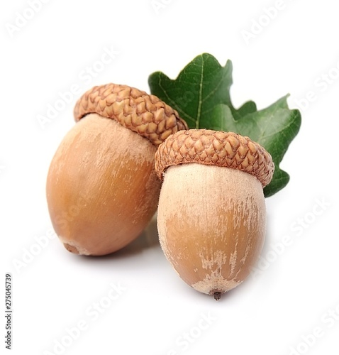 Acorns with leaves