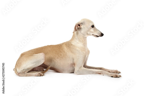 Fotografía Italian Greyhound breed dog lying in the studio