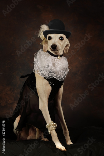Funny Italian Greyhound dog wearing a hat photo