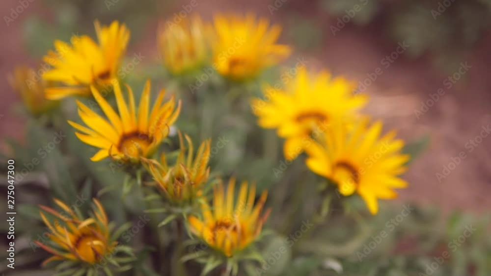 daisies in the garden sway in the wind. Slow motion daisies in the garden sway in the wind. Slow motion