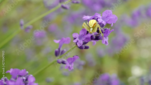 Spider-crab Misumena on lavender flower © scarlett