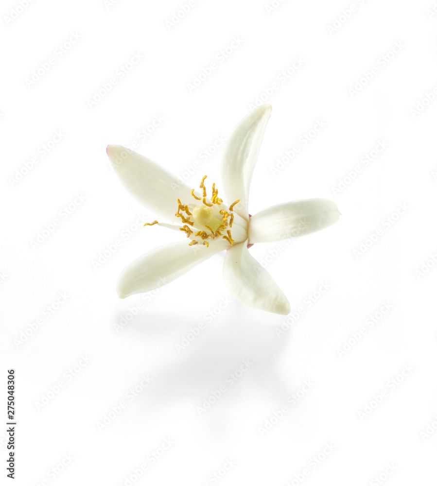 flower isolated on white background flower isolated on white background